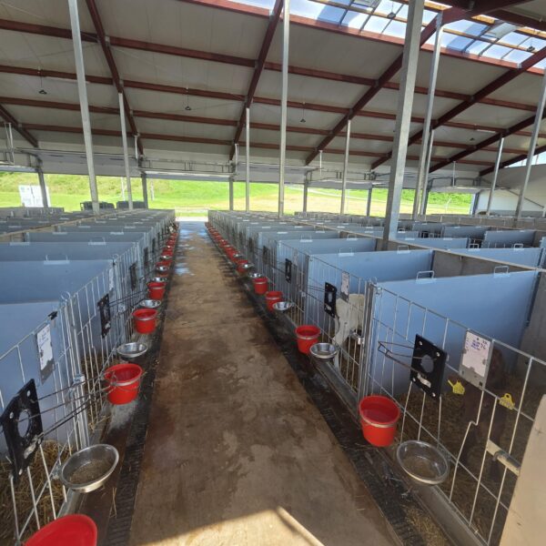 Meedium-3-scaled Plastvasikaboks Calf-QuickBox 1.2 (0-3 kuud) betoonseinale